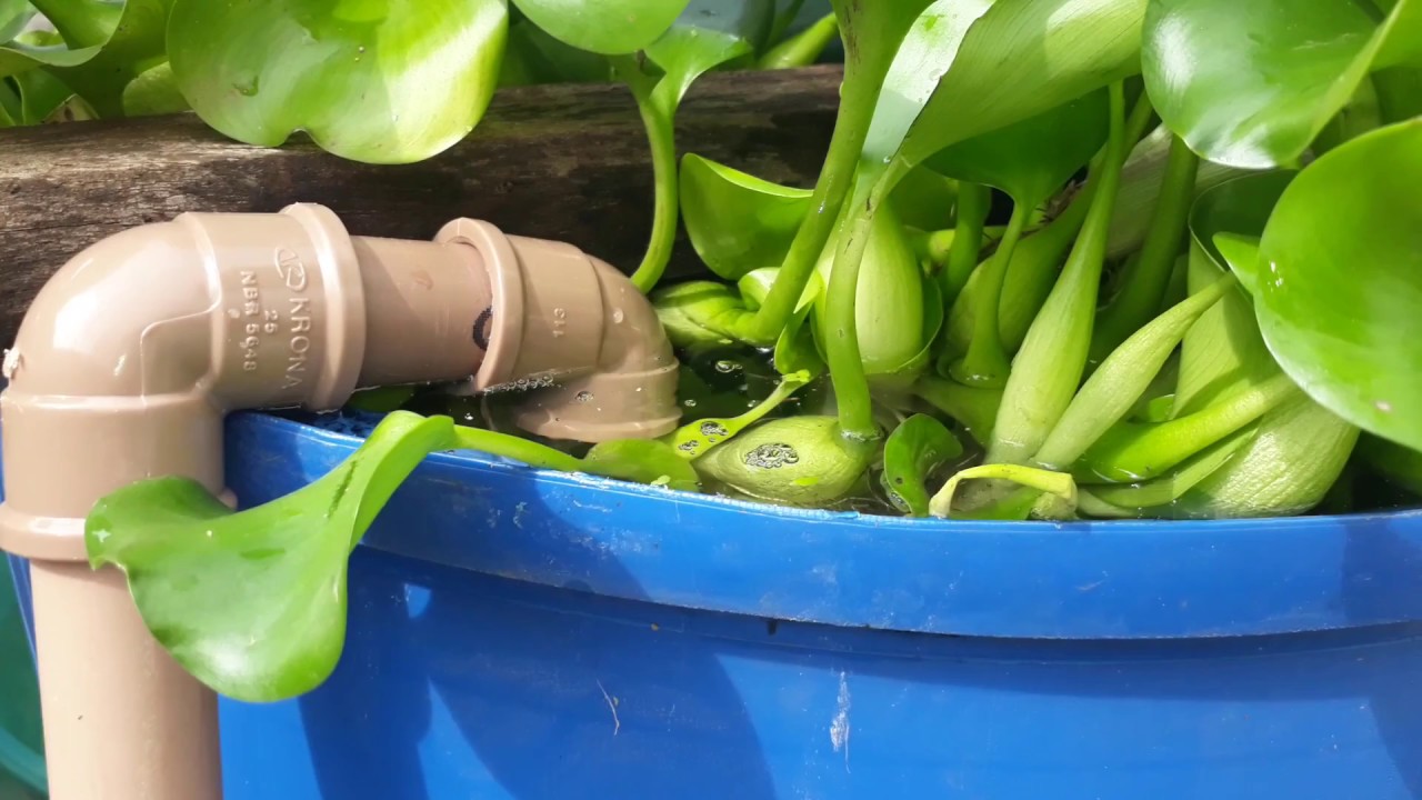 Meu Quintal Sustentável - Sisteminha Embrapa Adptado para quintal