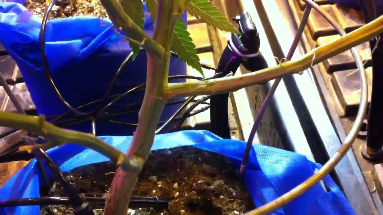 Day9flowers in the 4k/wonder-monster-kush
