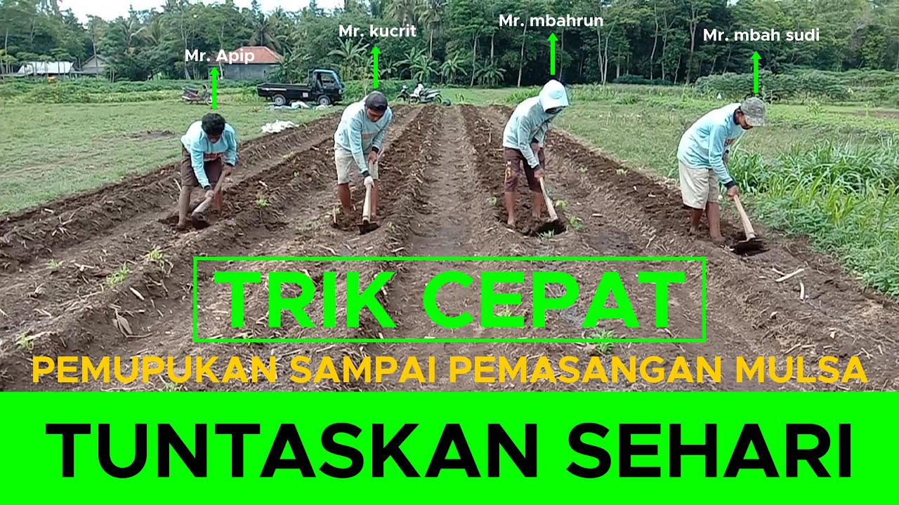 Kupas tuntas‼️ Pupuk dasar cabai dan pemasangan cepat mulsa