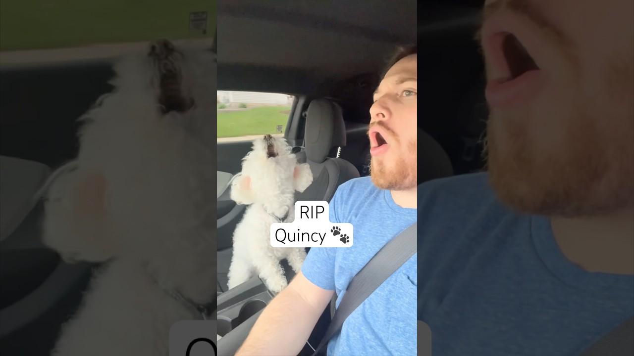 RIP My Little Quincy