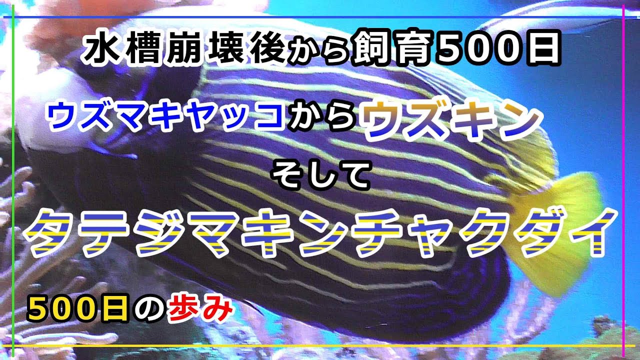 【海水魚】ウズマキヤッコがタテジマキンチャクダイになるまでの500日間のあゆみ【タテキン最終形態】