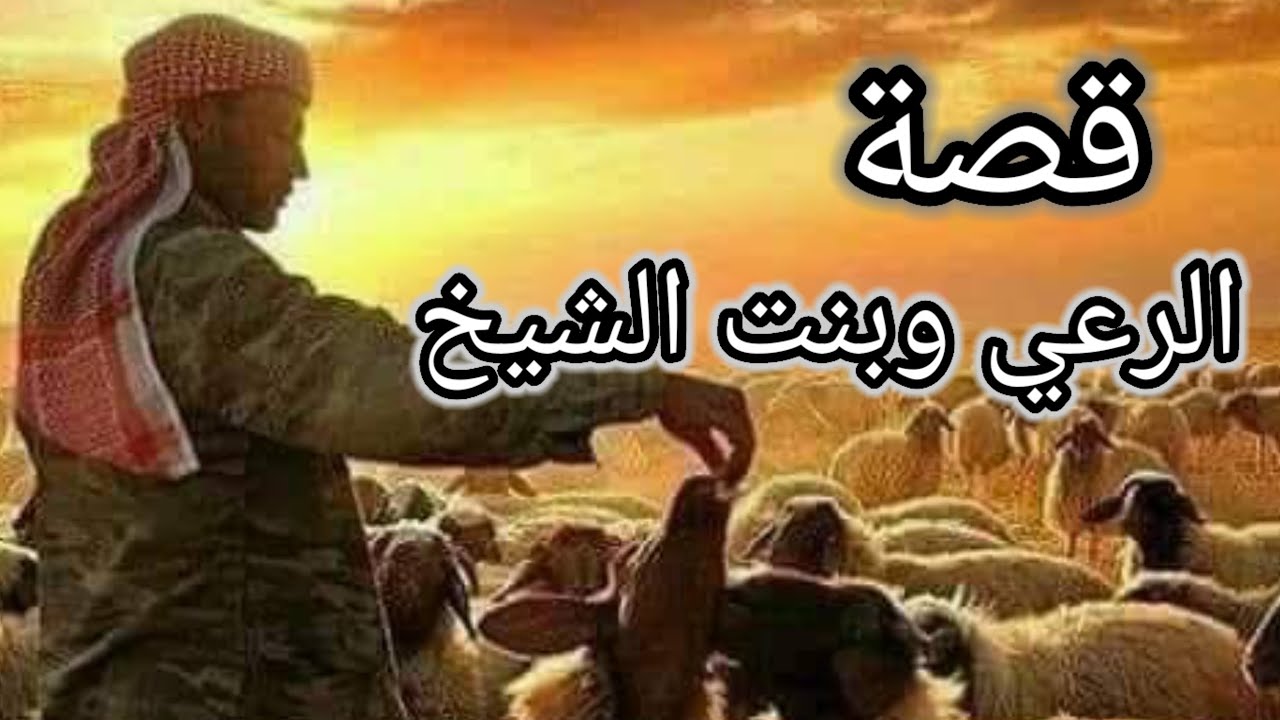 12-#قصة الرعي وبنت الشيخ و1000 راس غنام والصدق والامانه