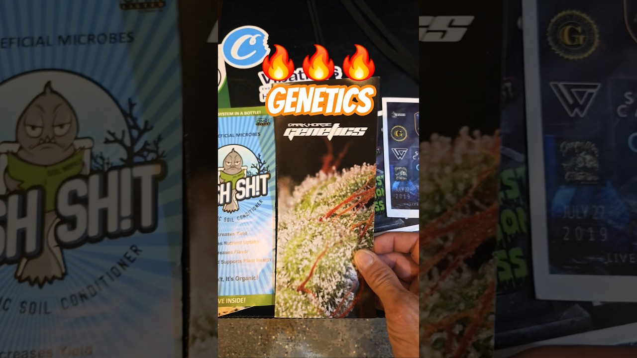 This one is gonna be sick!! #shorts #420 #seeds #cannabisdaily #cannabiseducation #medicinal #fyi