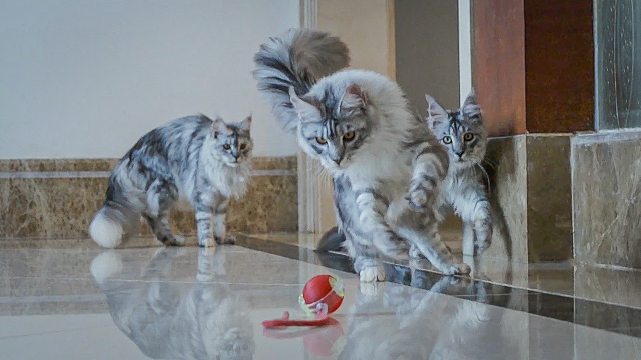 How to keep cats active.