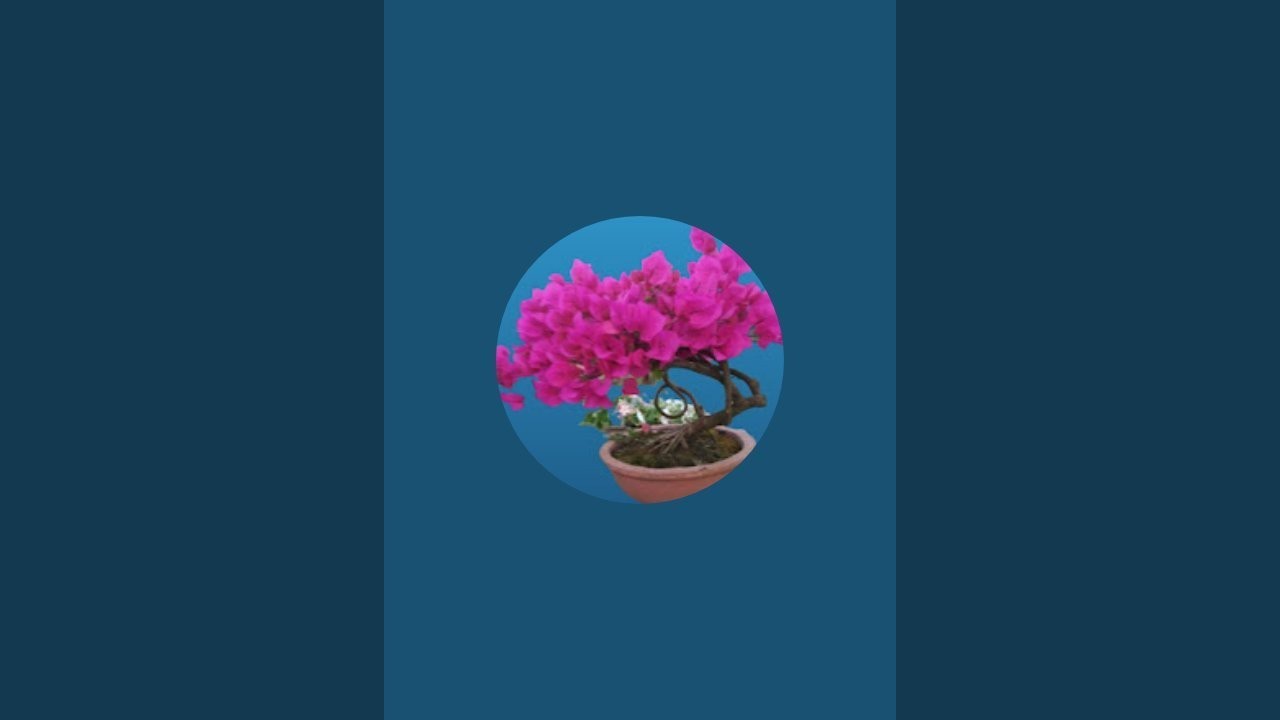 nepali bonsai lover is live