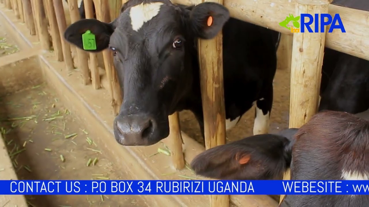 RIPA Knowledge Bank Series: Silage Making: Step By step at your Farm!  Zero Grazing