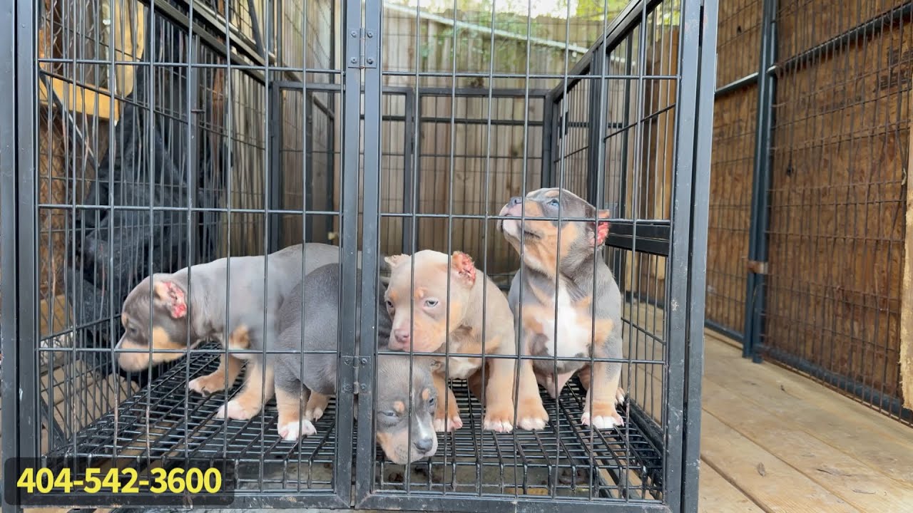 REAL American Bullies! 😤 SSKK