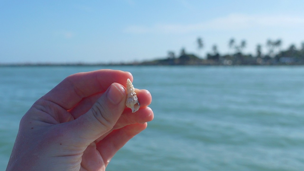 Finding Florida East Coast Shells, Even on a Crowded Busy Beach!