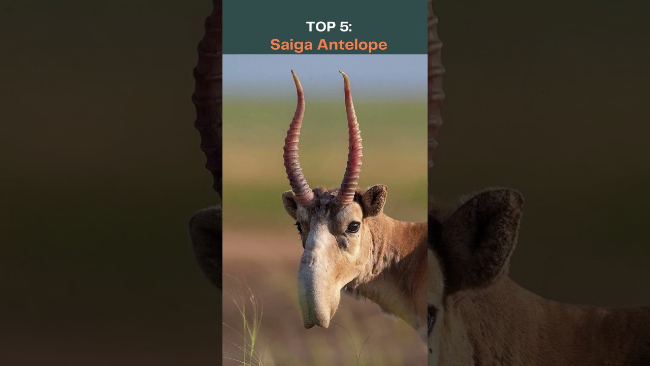 You Won't BELIEVE These Creatures Really Exist #mystery #animals #top