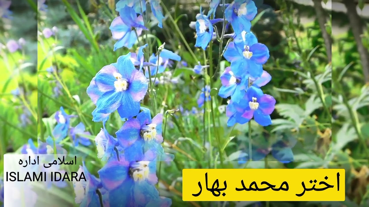 اختر محمد بهار || دا ژوندون دئ امتحان || Akhtar Muhammad Bahar || #بهار