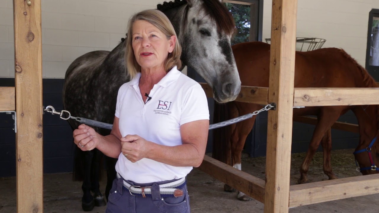 Evolution of Horse Training for Equitation Science International
