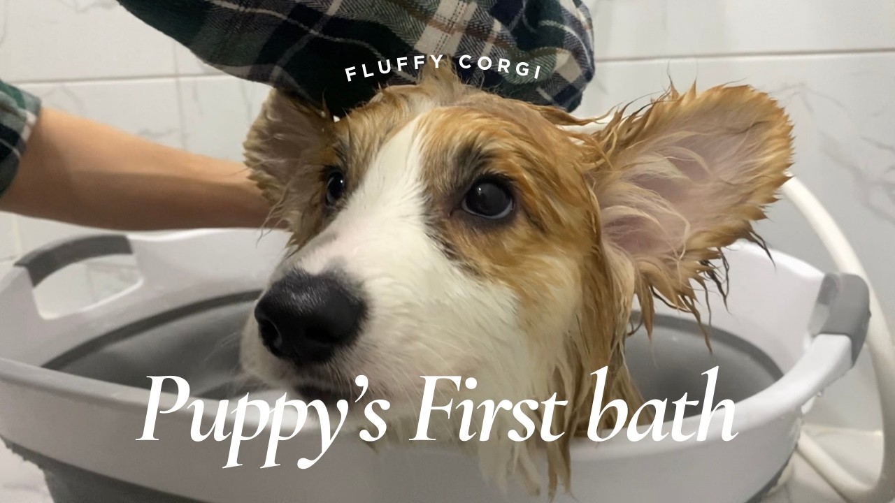 初めてのお風呂で脱走！？子犬コーギーの反応🦊🛁