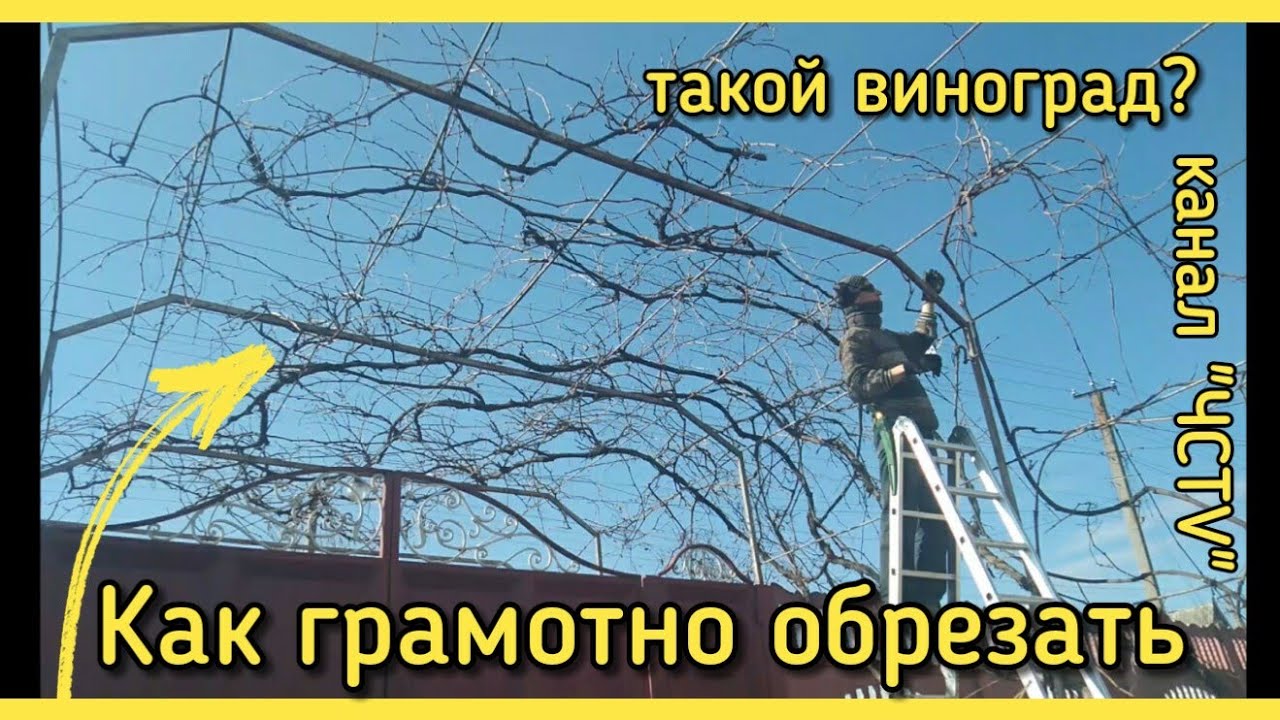 Обрезка винограда НА АРКЕ СТАРОГО или как обрезать виноград АРОЧНЫЙ ЗАПУЩЕННЫЙ.