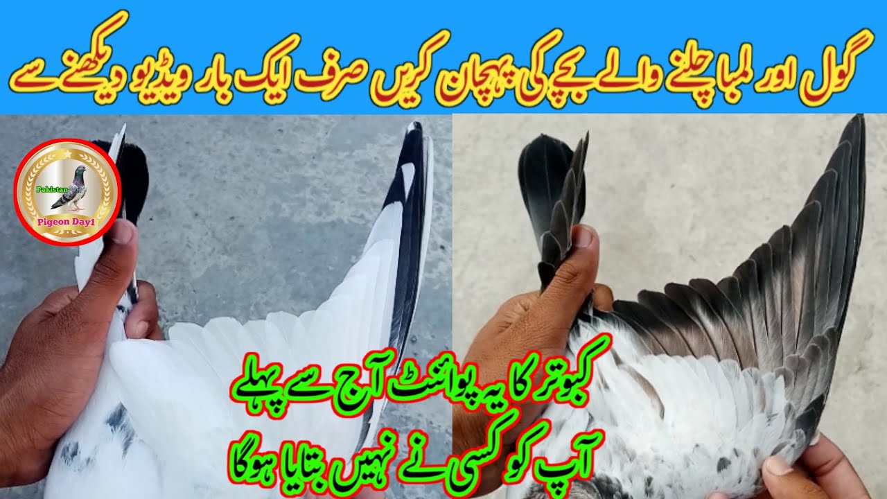 Identifying a Goal and Long Running Pigeon | Pigeon Day 1
