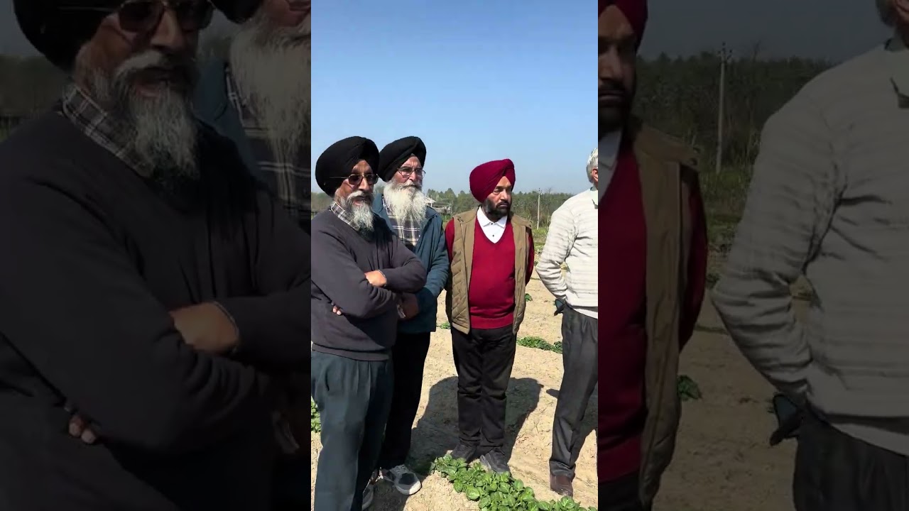 Field Visit With Dr Goraya Ji discussion intercroping & increase productivity in Sugars cane crop