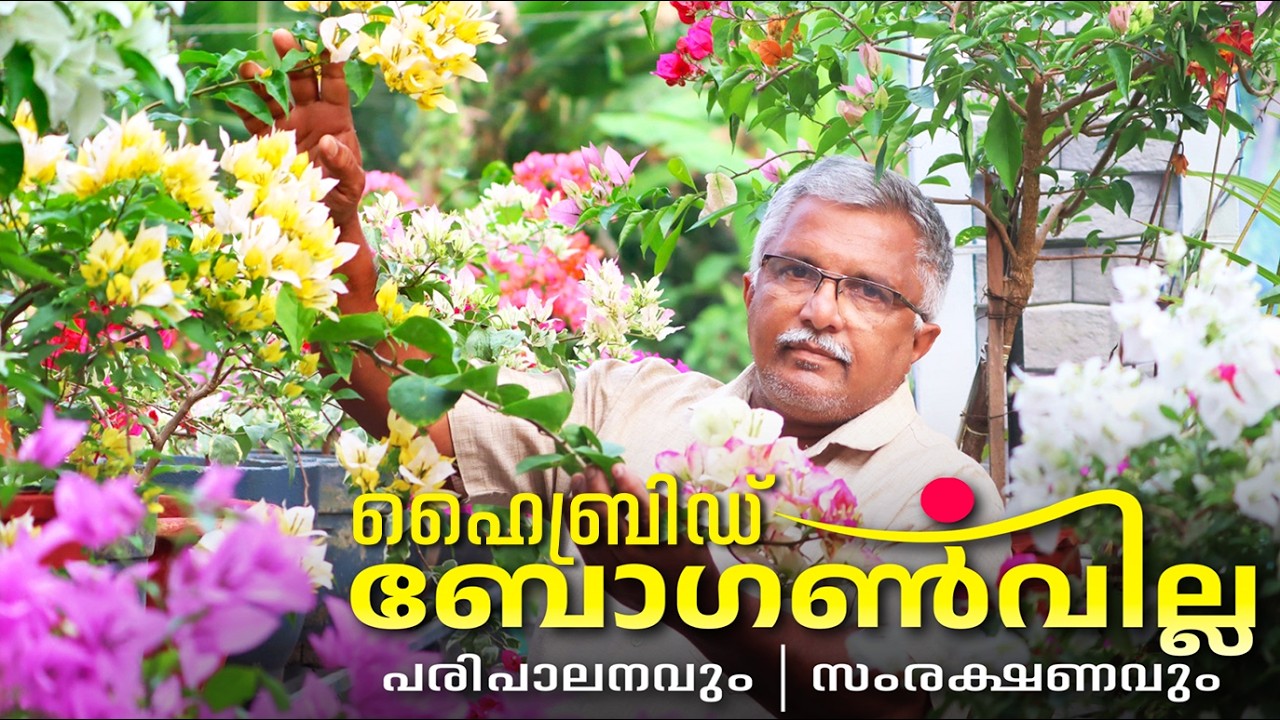 ഹൈബ്രിഡ് ബോഗൺവില്ല ശ്രെദ്ധിക്കേണ്ട കാര്യങ്ങൾ എല്ലാം, പരിപാലനവും സംരക്ഷണവും Bougainvillea Maintenance