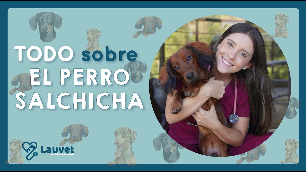 TODO LO QUE DEBES SABER SOBRE EL TECKEL O PERRO SALCHICHA - Lauvet