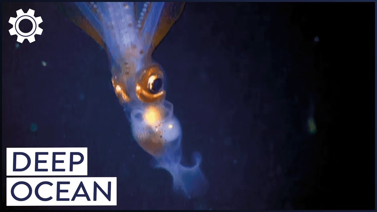 An Epic Quest For The Secrets Of The Deep Ocean