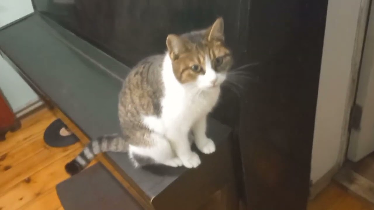 Петь или гулять? 🎹 | Масяня и большие планы 🐱