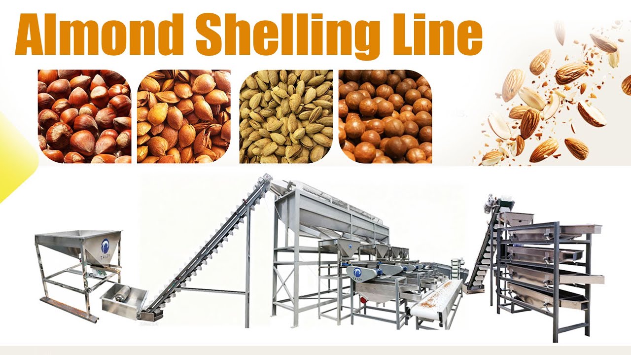 Automatic Almond Shelling Line – Trial Running for Russian Customer Contact： +8617703863868