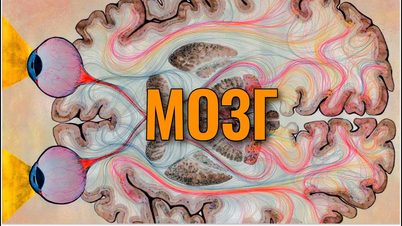 Интересные факты о мозге, как работает мозг