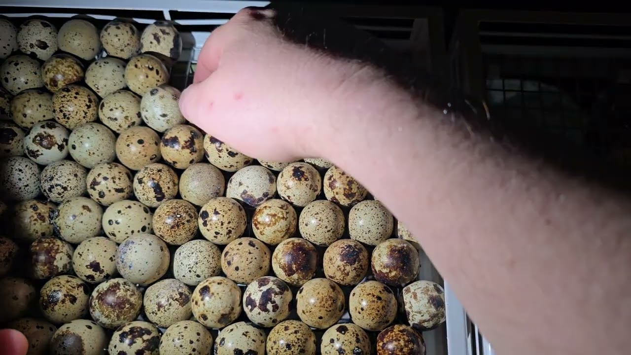 Овоскопирование перепелиного яйца! Будут перепела или нет?🤔