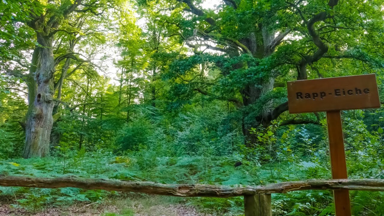 Urwald Sababurg: Wo Märchen und Sagen leben | Sababurg Primeval Forest #fairytalenature 