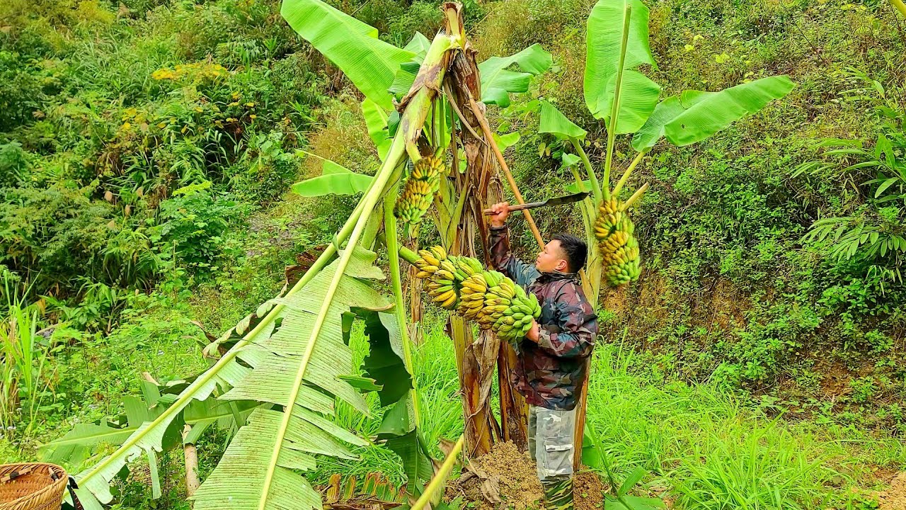 Banana harvest, vegetable garden, cabbage garden, potato garden - Episode 92