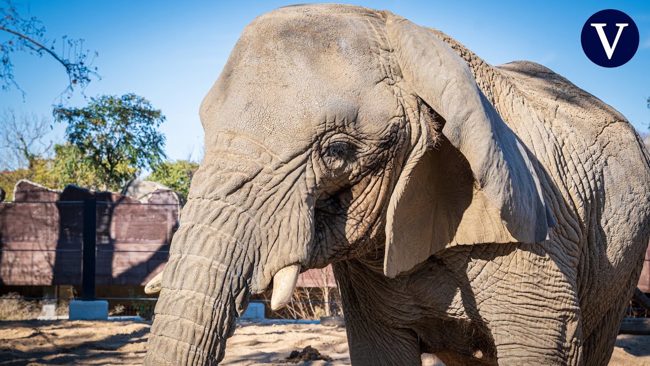 Muere Yoyo, la elefanta más longeva del mundo, en el Zoo de Barcelona