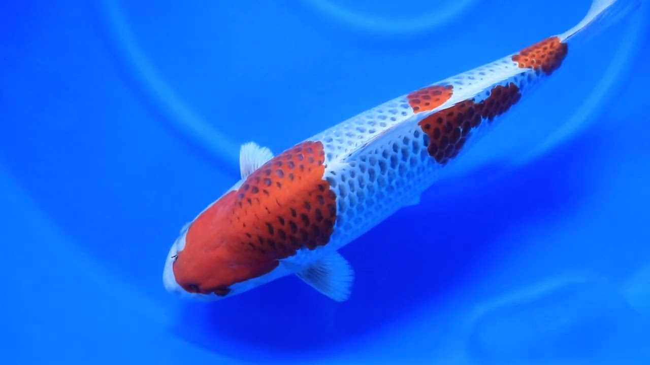 w1101n002 Omosako Kujyaku