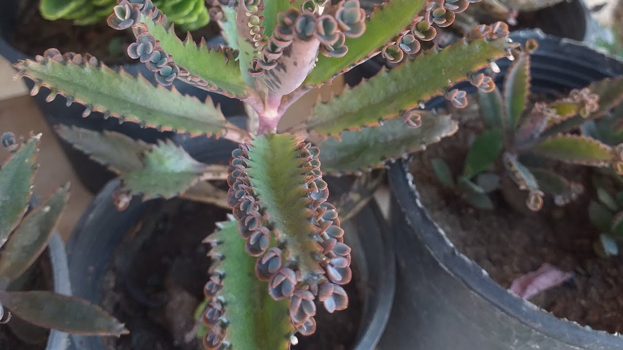 نبات فك التمساح، الجزء التاني ،أو لسان الحماه,succulent plant