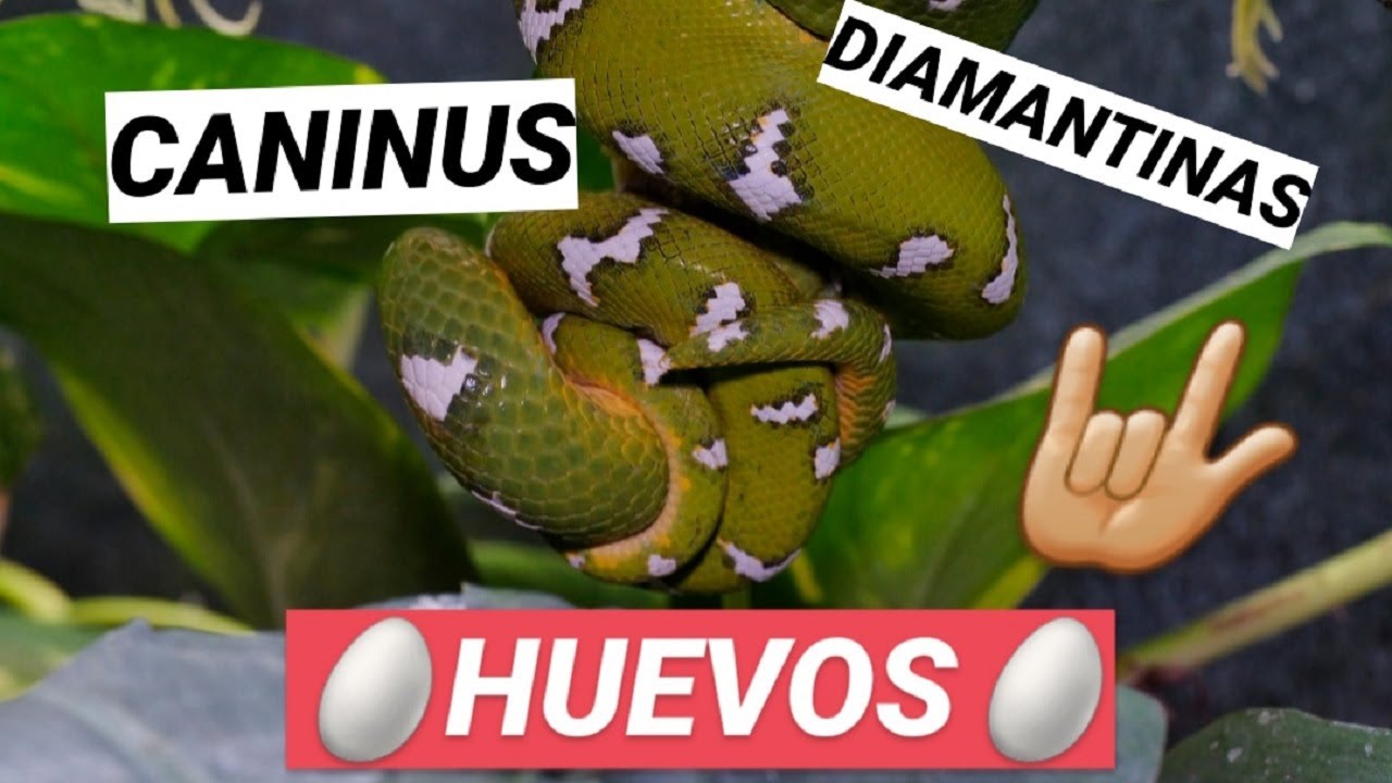 Boa Esmeralda, Pit&oacute;n Diamantina y Huevos de Gecko