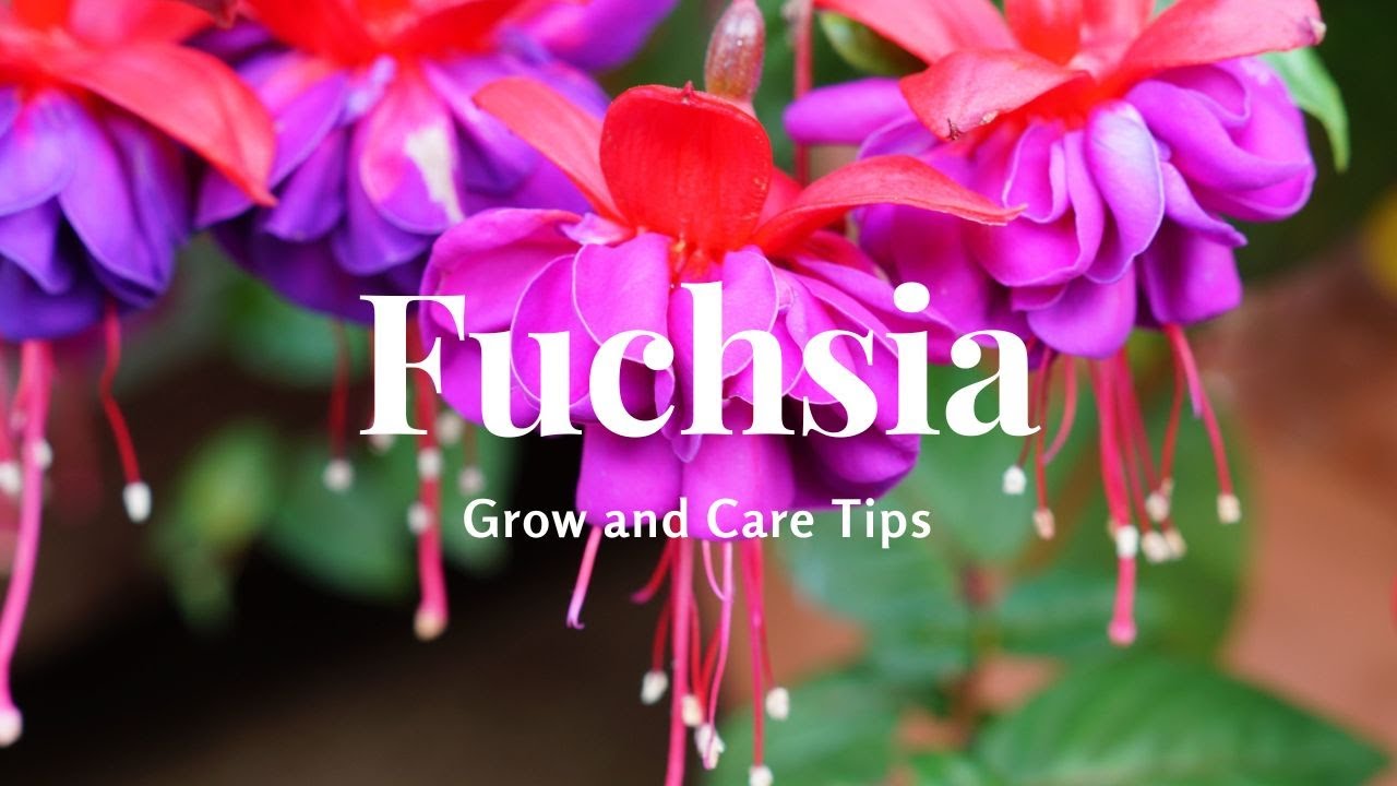 Fuchsia: Grow and Care Tips