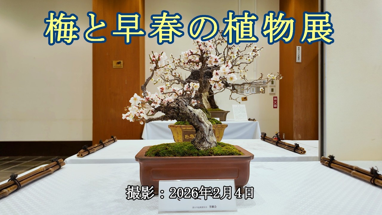 梅と早春の植物展 = 協賛：深大寺盆栽愛好会 芳樹会 = [4K] Plum and Early Spring Plant Exhibition