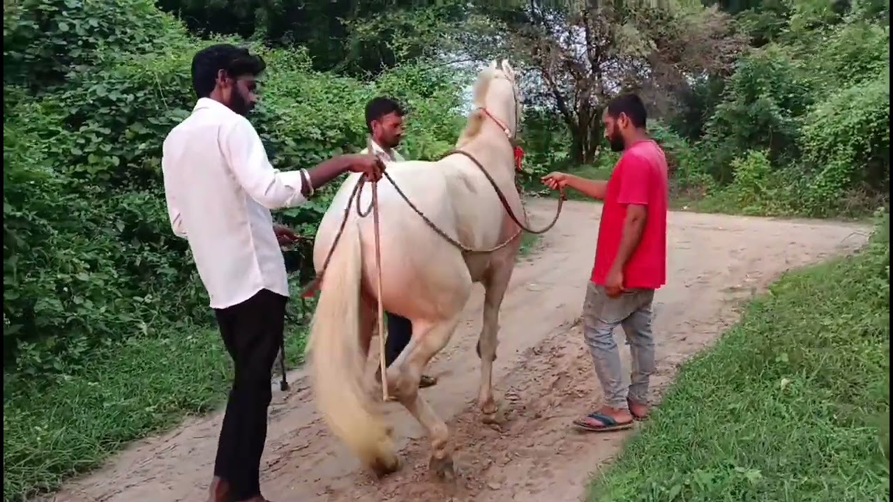 #sansansehorhorse આજે રાયફલ ને ચોથા ની ટ્રેનિંગ આપી@eusoubaroneshorts #horse 