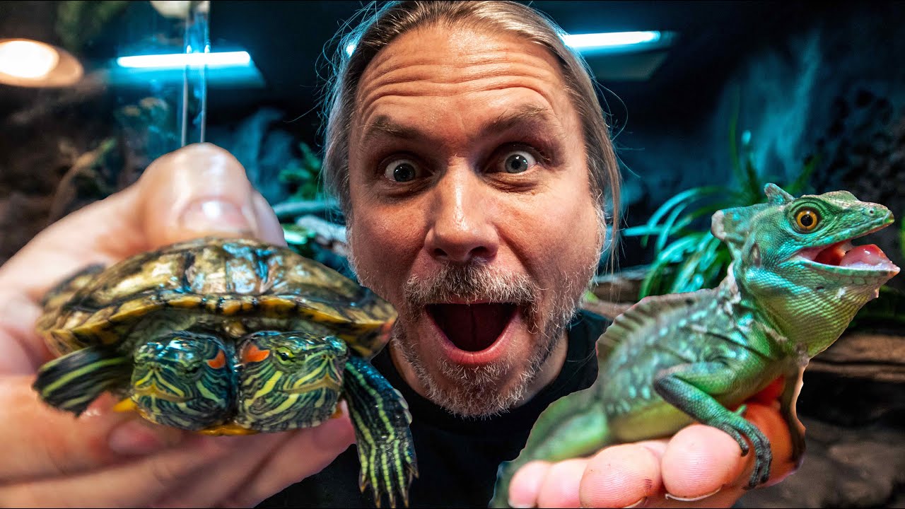 TWO HEADED TURTLE and JESUS LIZARDS GET NEW HABITATS!! !! | BRIAN BARCZYK
