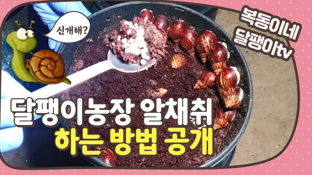 🐌달팽이농장 양식기술 노하우 4탄 - 달팽이 알채취 방법