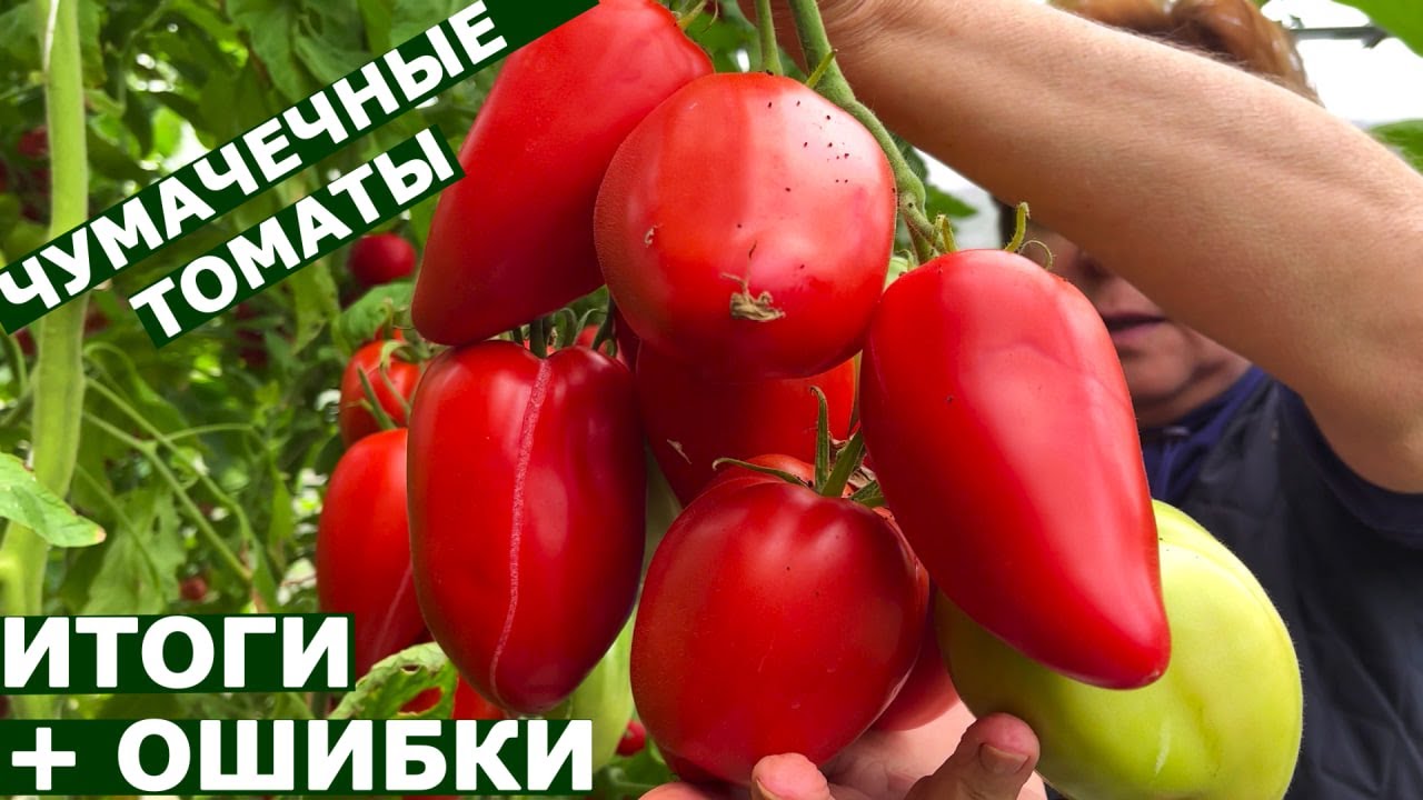 Томаты которые нас удивили 2 часть ИТОГИ  Томат Сладкий перец томат Изобильный томат Голубая лагуна
