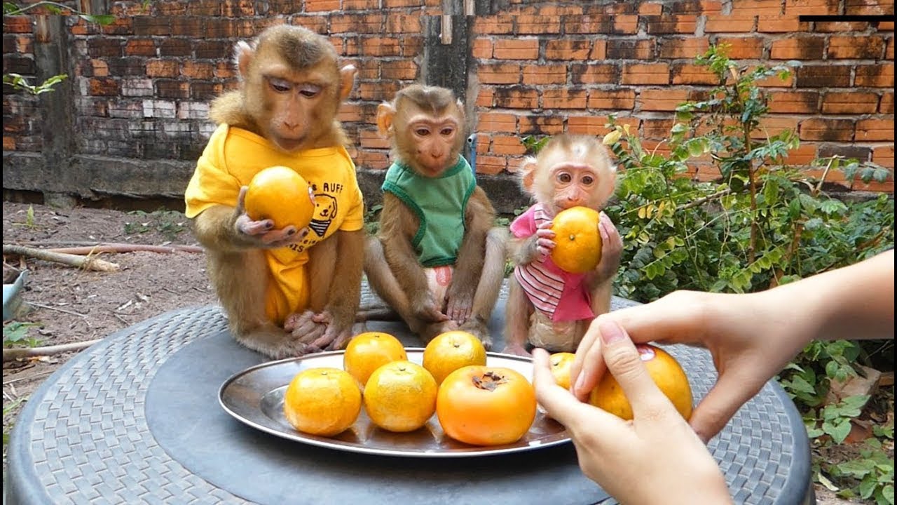 Cute Animals, Three Beautiful Monkey Waiting Mom G
