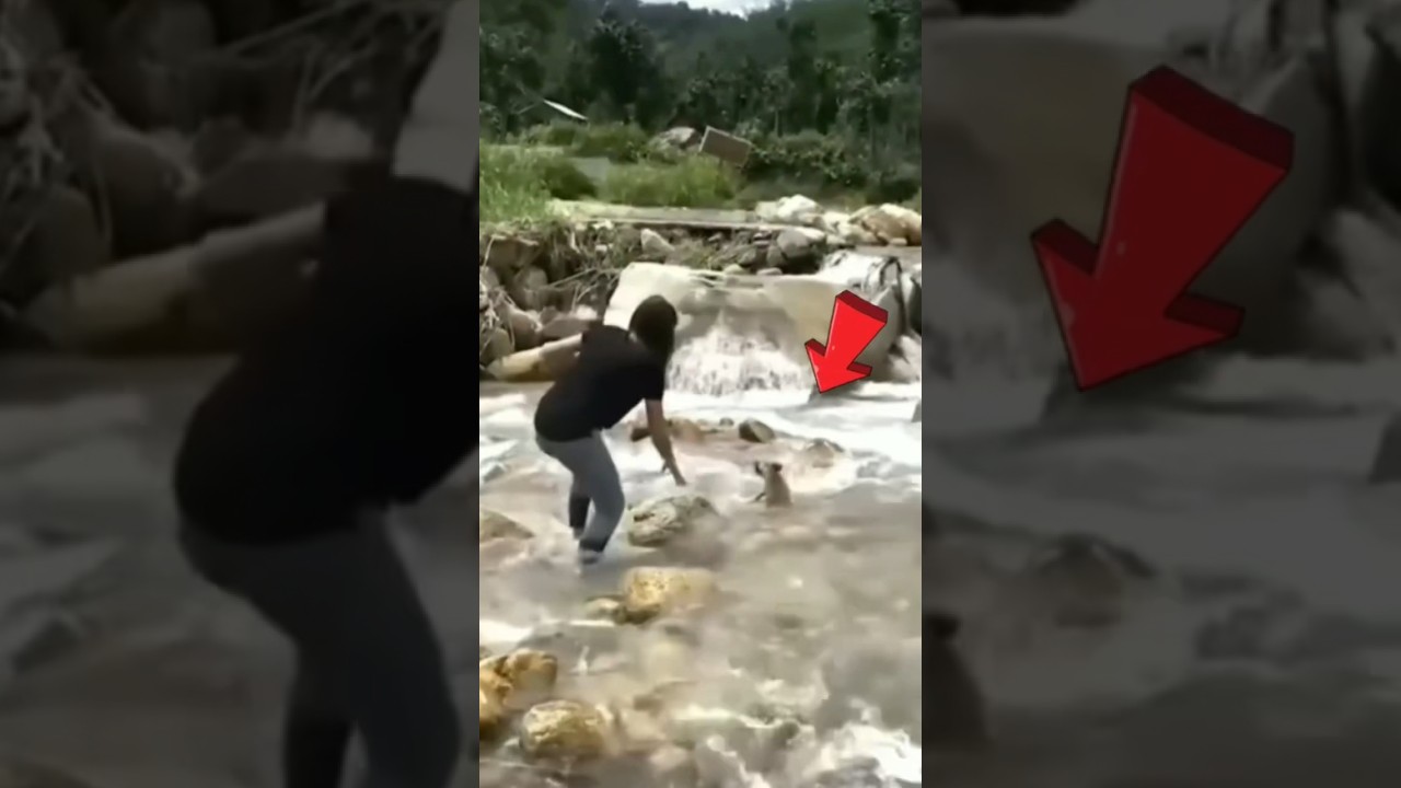 Omg! Poor dog 🥺 dog stuck in flood water #dog #doglover