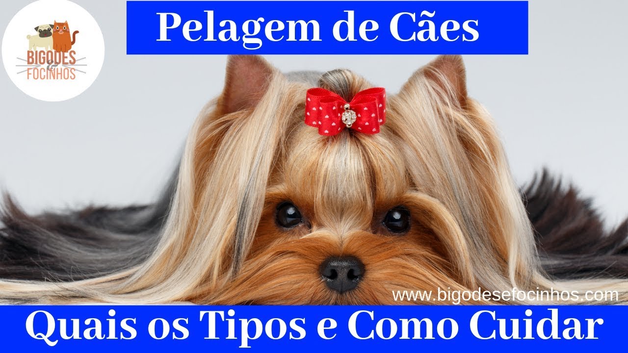Pelagem de C&atilde;es -   Tipos e Cuidados