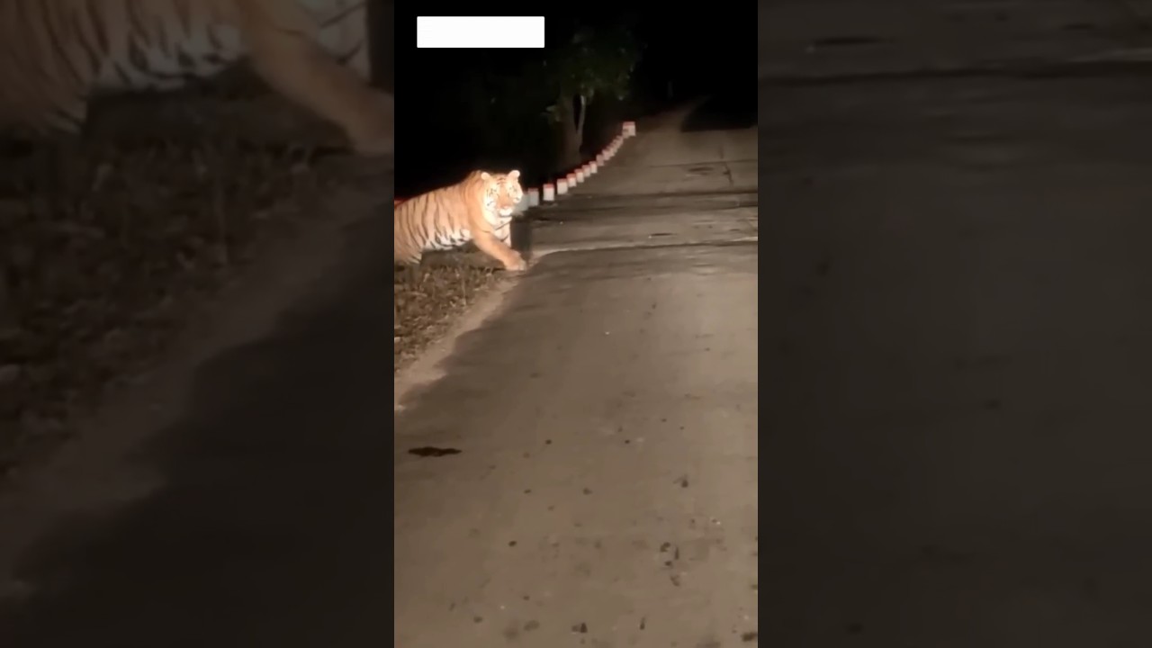 close Tiger | Night vision