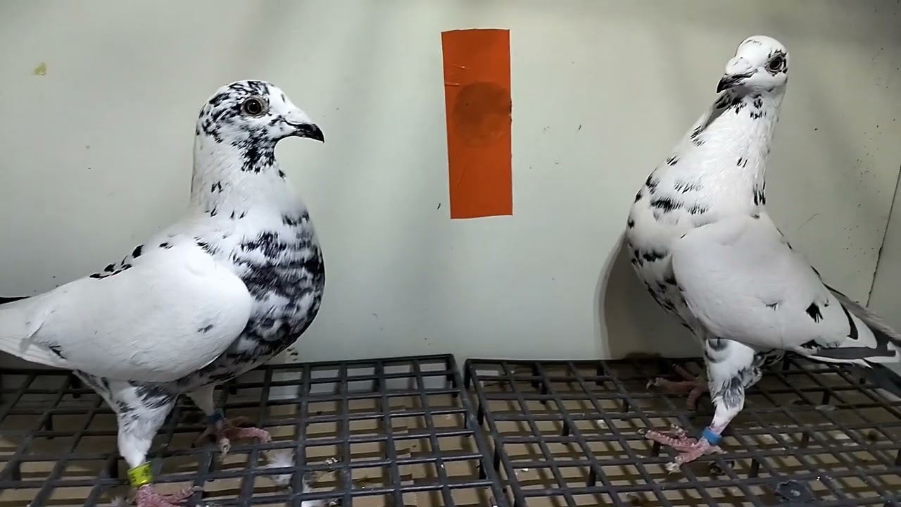 Cztery pary Fabrów na zbyciu i inne gołębie 🙂784059580