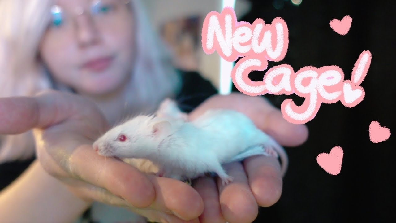 My Mice Get a New Cage!