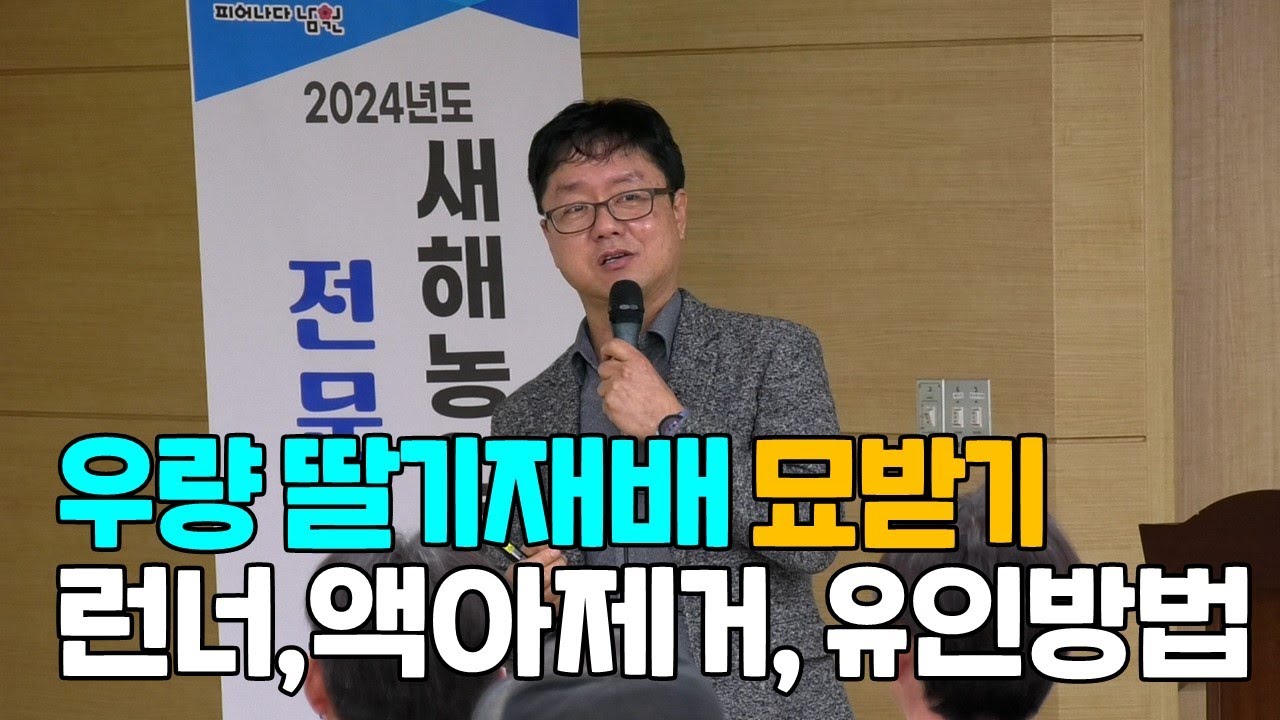 우량 딸기묘 재배 런너제거, 액아제거, 런너유인방법