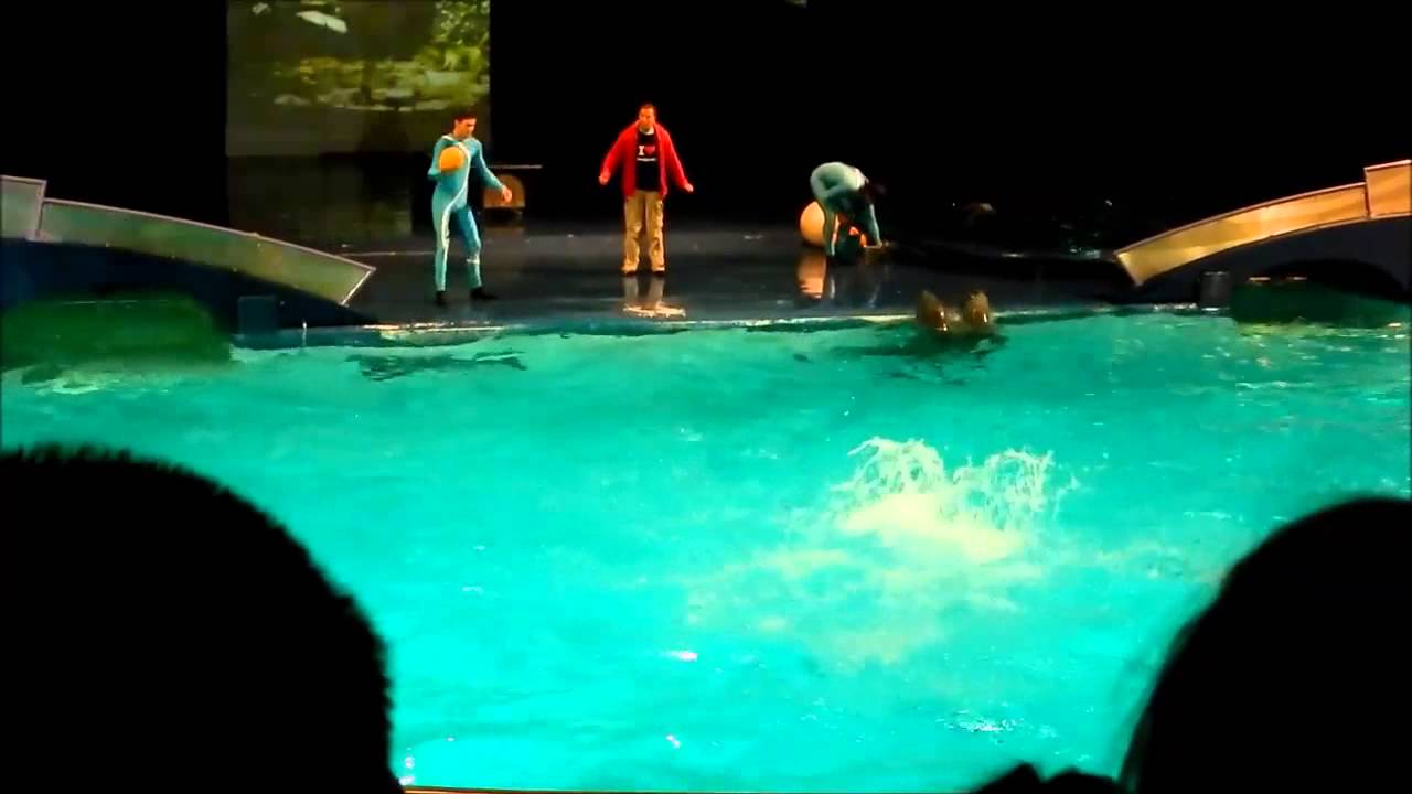 The Dolphin show, Dolfinarium - Netherlands