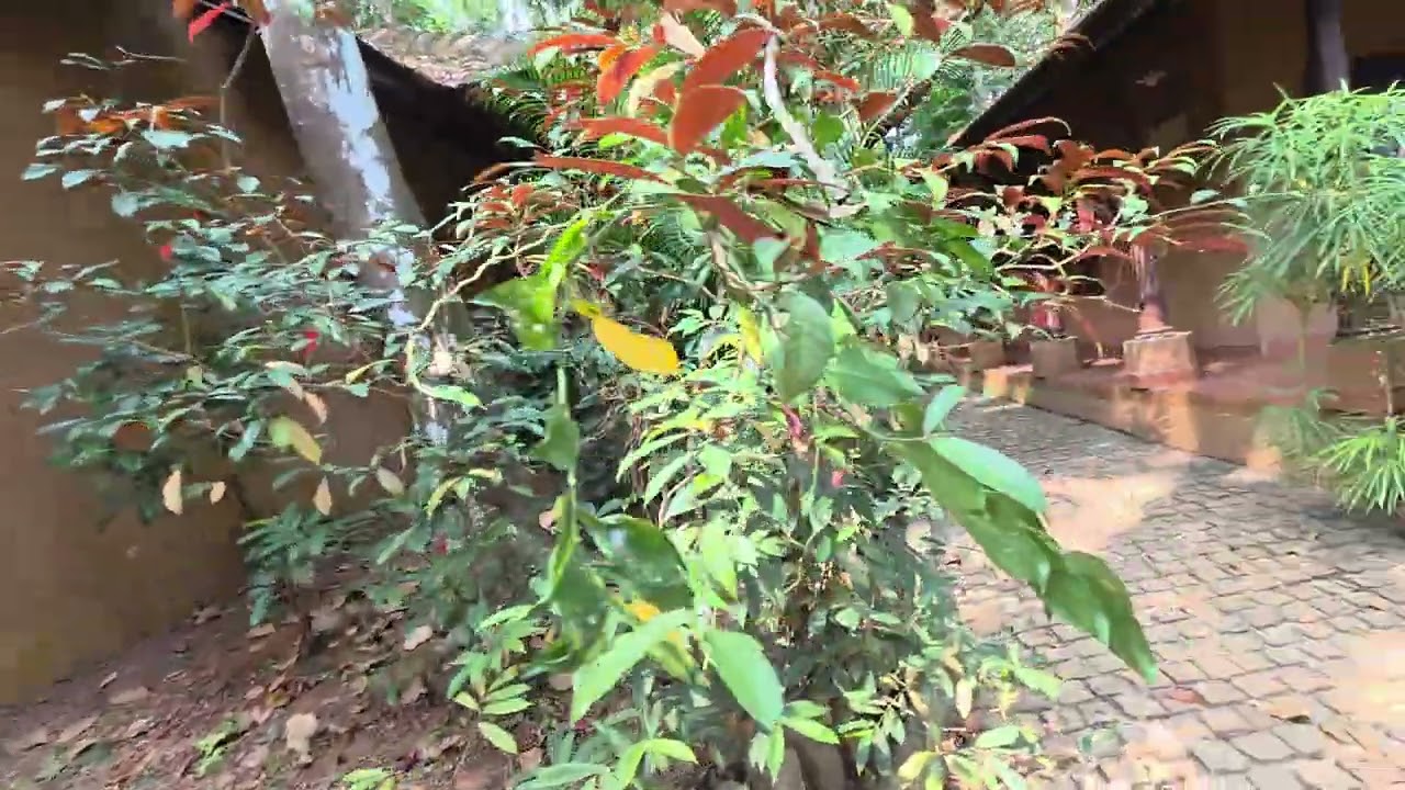 Rainforest Ayur County resort # Kottayam 