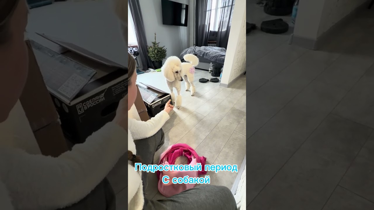 Собака в подростковом возрасте