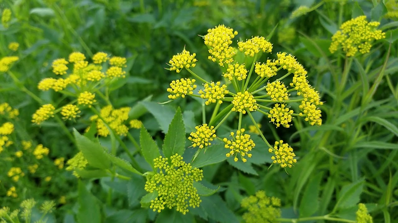 Golden Alexanders: A Sunny Plant for a Chilly Day