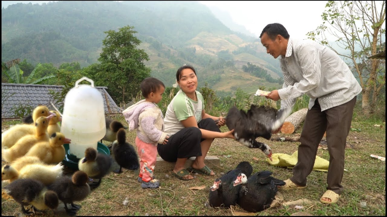 Continue to catch big ducks to sell to buy more ducklings to raise a new flock